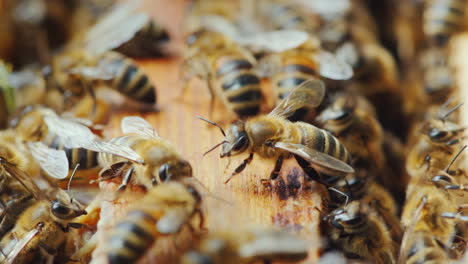 la vida dentro de una colmena de abejas las abejas trabajan en marcos con una foto macro de miel