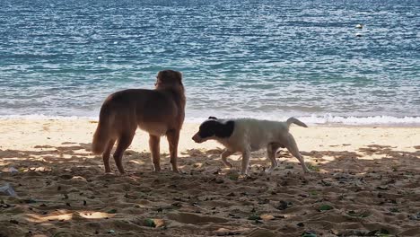 Two-dogs-enjoy-playful-sunny-day-on-warm-sand-beach-near-shore