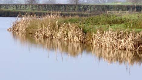 a wide shot showcases a tranquil lake bordered by tall, dry reeds and lush greenery, reflecting the misty english countryside in a peaceful farm setting.