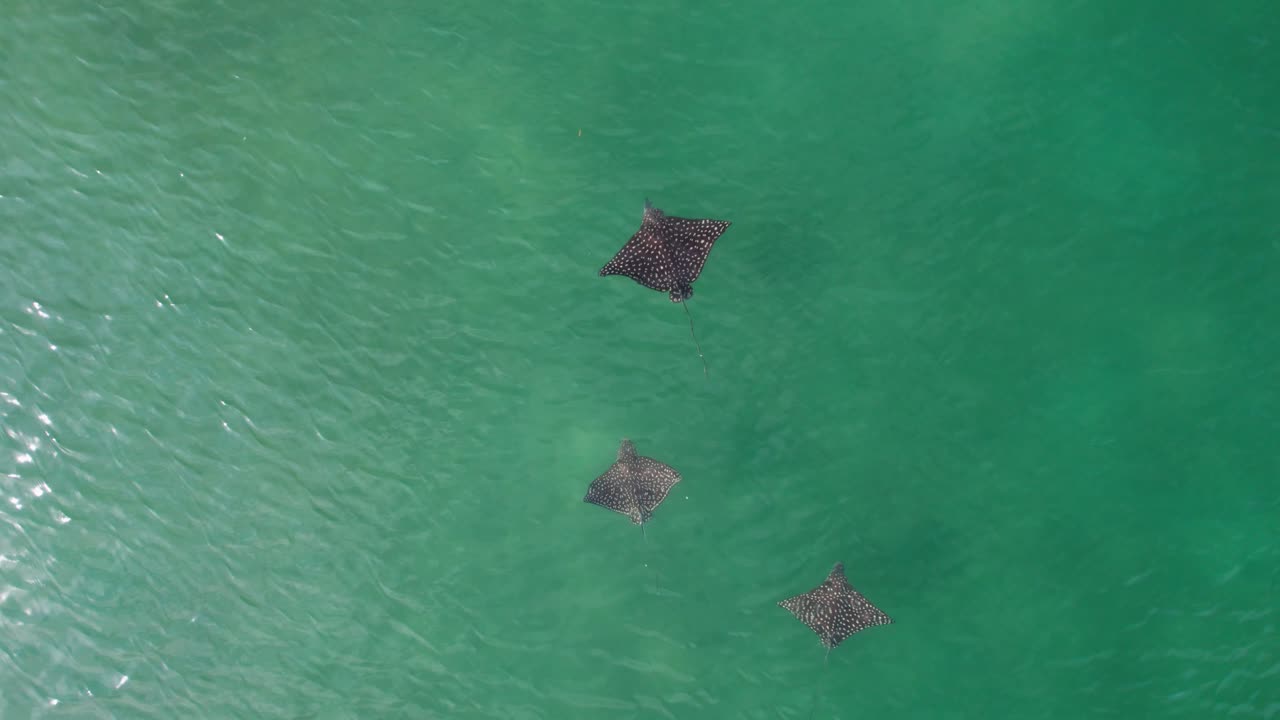 Drone top view over manta rays in the surface of ocean