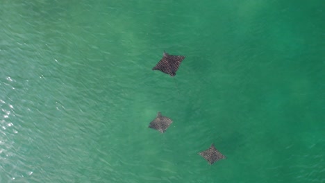 drone top view over manta rays in the surface of ocean