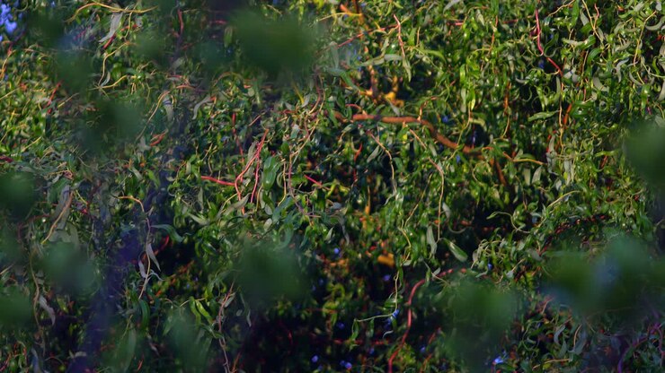 View of a Salix matsudana tree through the blurred out leaves of another tree