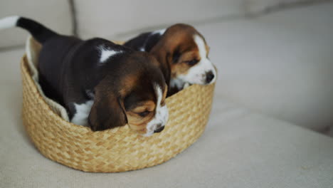 un lindo par de cachorros de beagle en una canasta en el sofá