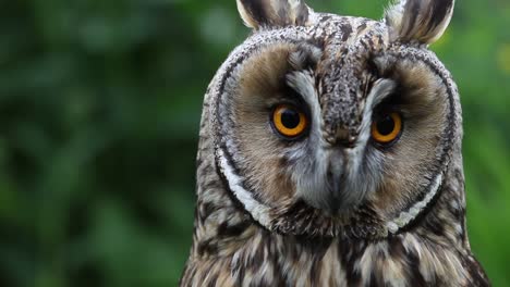 Nahaufnahme-Einer-Waldohreule,-Asio-Otus.-Vereinigtes-Königreich