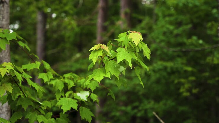 Maple tree branch with leaves after rain with drops and water droplets