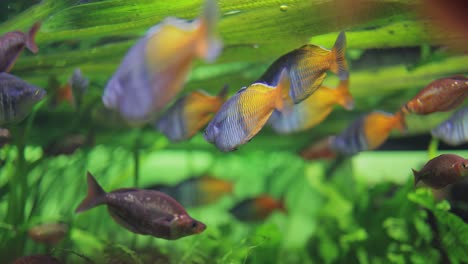 Boesemani-rainbowfish-(Melanotaenia-boesemani),-is-a-species-of-fish-in-the-family-Melanotaeniidae.