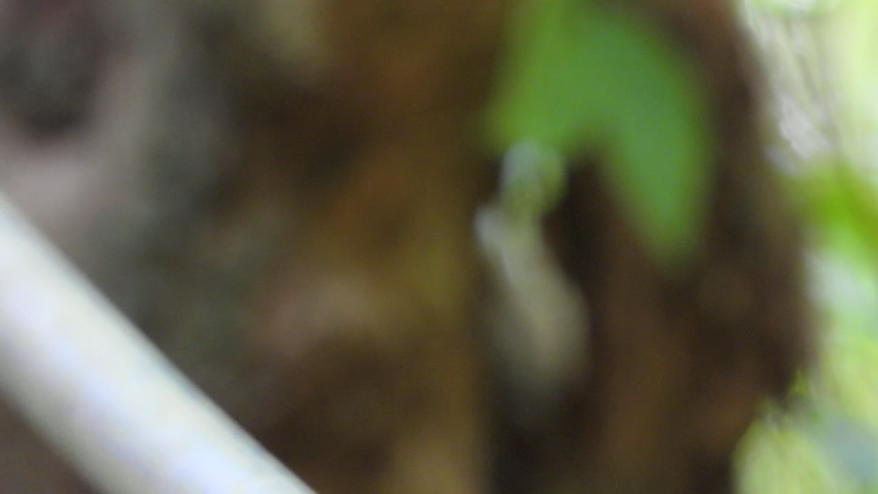 close-up of wild colorful green jacamar in Santa Marta, Colombia