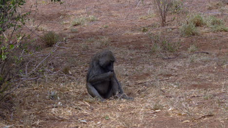 Papio-Anubis-Olivenpavian-In-Einem-Nationalpark-Kenias