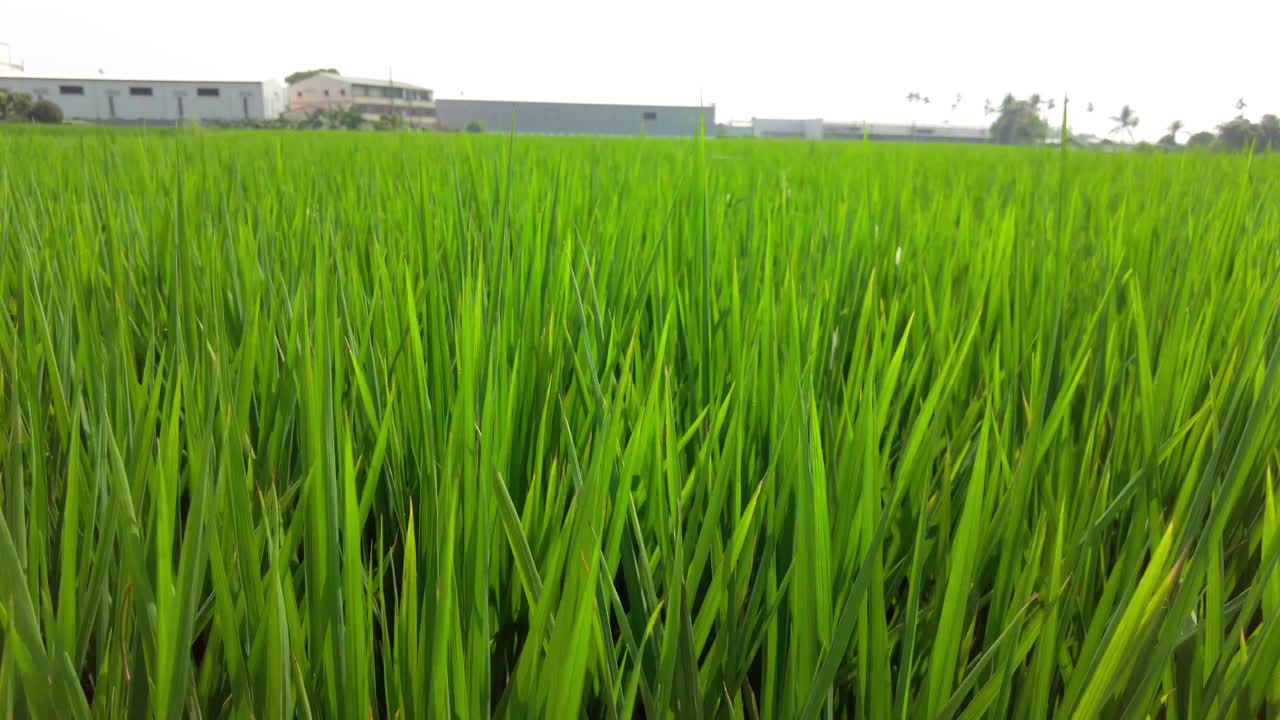 Risaia verde lussureggiante sotto un cielo coperto, angolazione bassa, sfondo rurale
