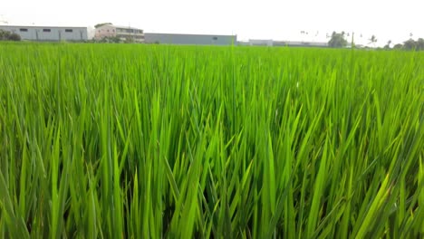 Lush-green-rice-field-under-overcast-sky,-low-angle,-rural-backdrop