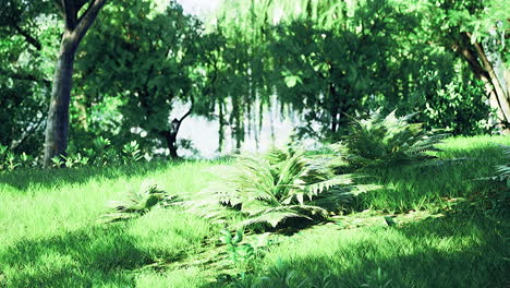 lush greenery and ferns glow in the soft afternoon sunlight