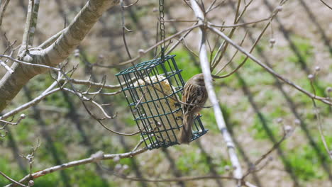gorrión cantor en un comedero para pájaros sebo durante el invierno tardío en carolina del sur