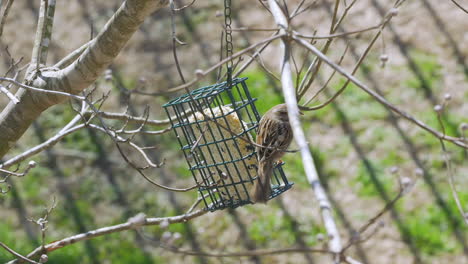 song sparrow at a suet bird-feeder during late-winter in south carolina