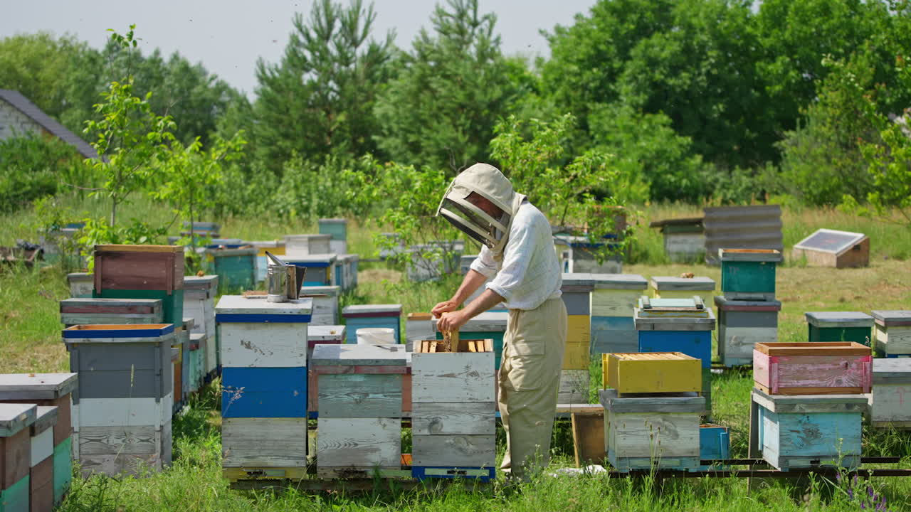 Industrious apiculturist examining the frames picking them from a hive. Man in protective hat shakes off the bees and sweeps them off with a brush.