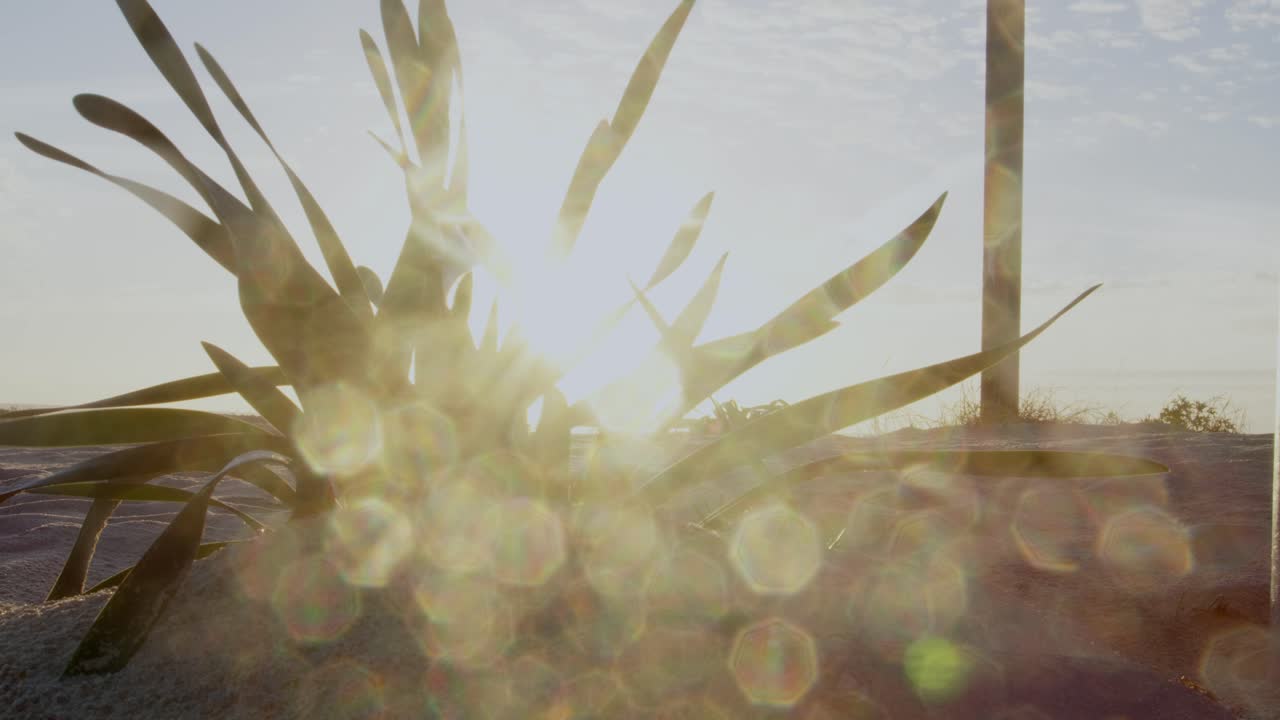 Static wide shot of a plant in backlight with glimmer form salt on the lens.