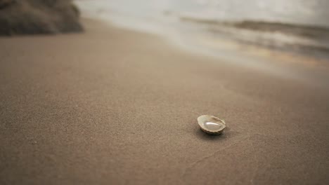 primer plano de una concha en la playa de arena con mar en calma en segundo plano.