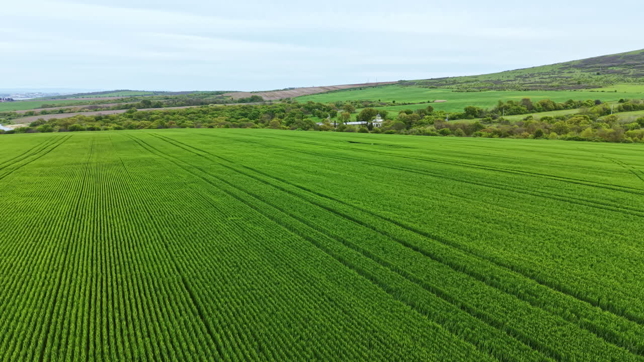 Wheat field under cloudy sky with distant hills and farm in the background during late spring afternoon