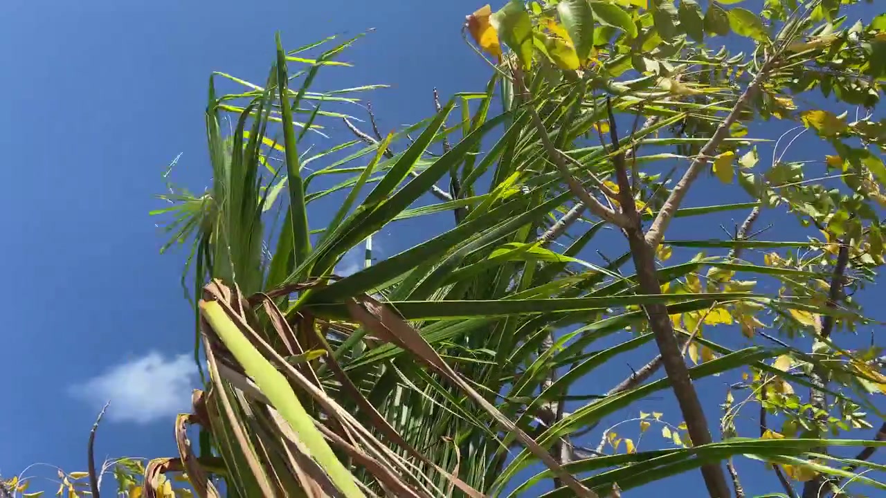 Foglie di palma che ondeggiano al vento contro un cielo azzurro limpido