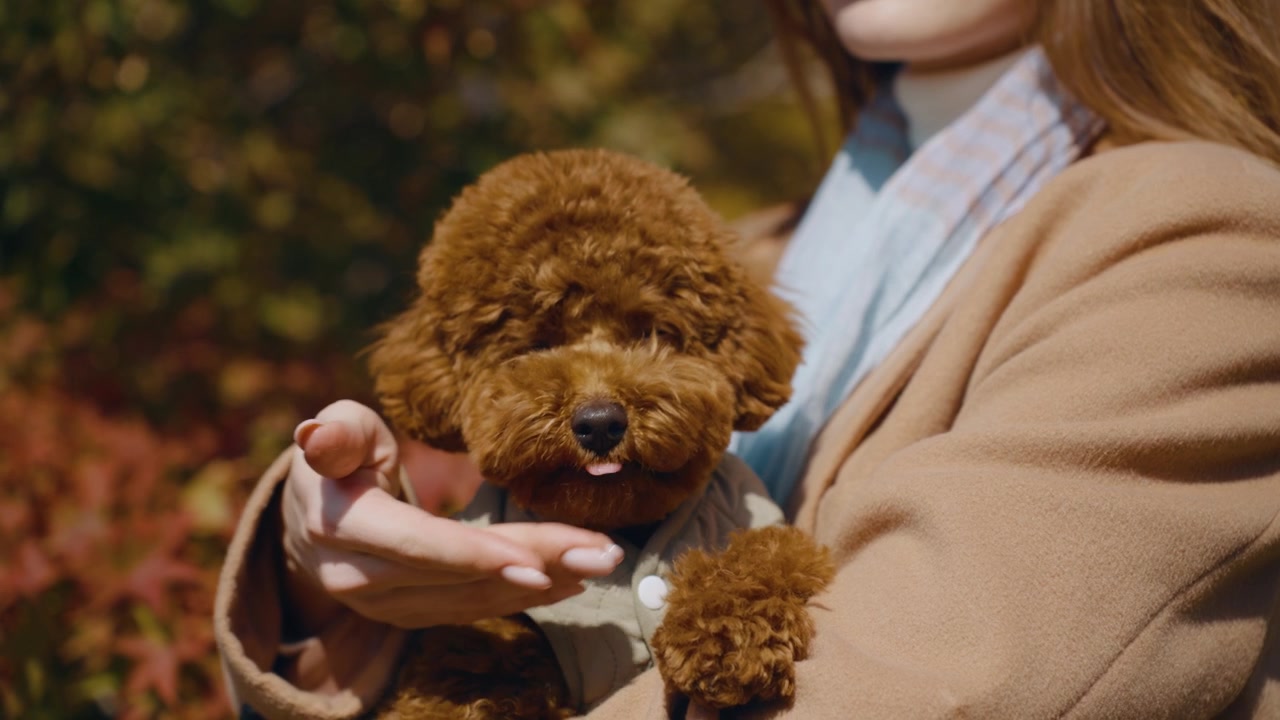 Una donna bionda tiene in braccio un barboncino toy marrone, la proprietaria premia l'animale con snack salutari per il buon comportamento all'aperto nel parco autunnale - primo piano del muso del cane che mangia uno snack.