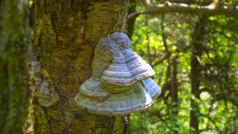 close up video of a large clump of tree fungus