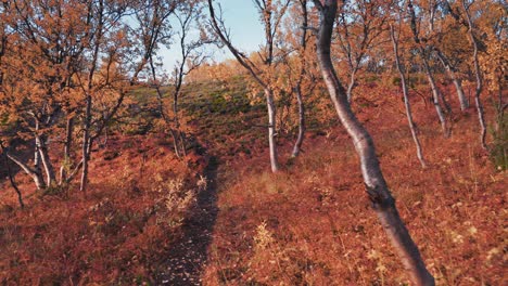 a narrow trail leading uphill through the colorful autumn forest