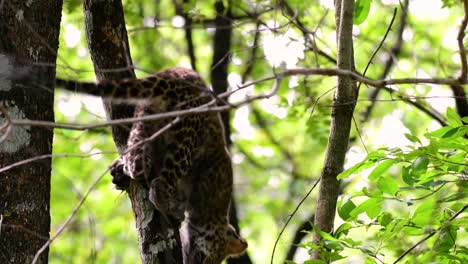 the indochinese leopard is a vulnerable species and one of the big cats of thailand