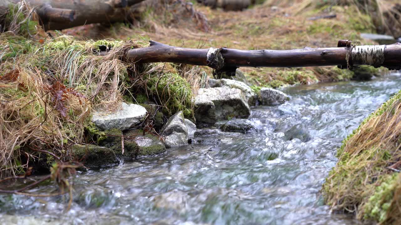 손으로 숲의 개울에서 물을 떠서 마시기 위해 무릎을 꿇고 있는 여성의 클로즈업