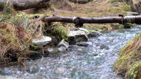 Close-up-of-woman-kneeling-to-scoop-water-from-forest-stream-with-hand-to-drink