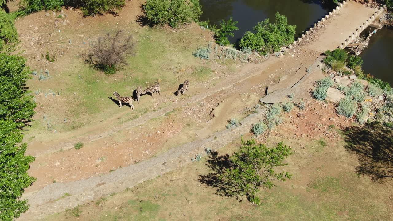 Drone aerial, Zebra's standing at the edge of a river in the wild Spring day