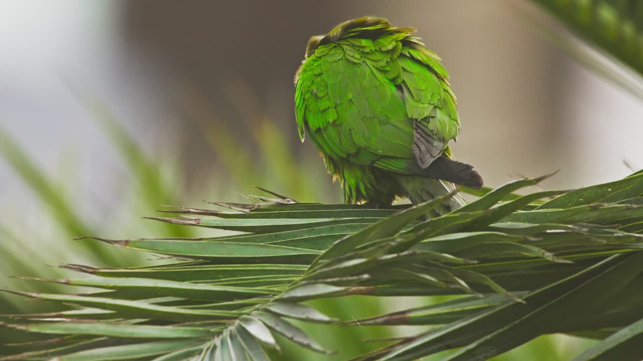 A green red-headed parrot perched on a palm tree branch in Miraflores, Lima, Peru