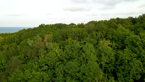 Hermoso-Océano-Revelado-Desde-El-Verde-Bosque-De-Montaña-De-Polonia--antena