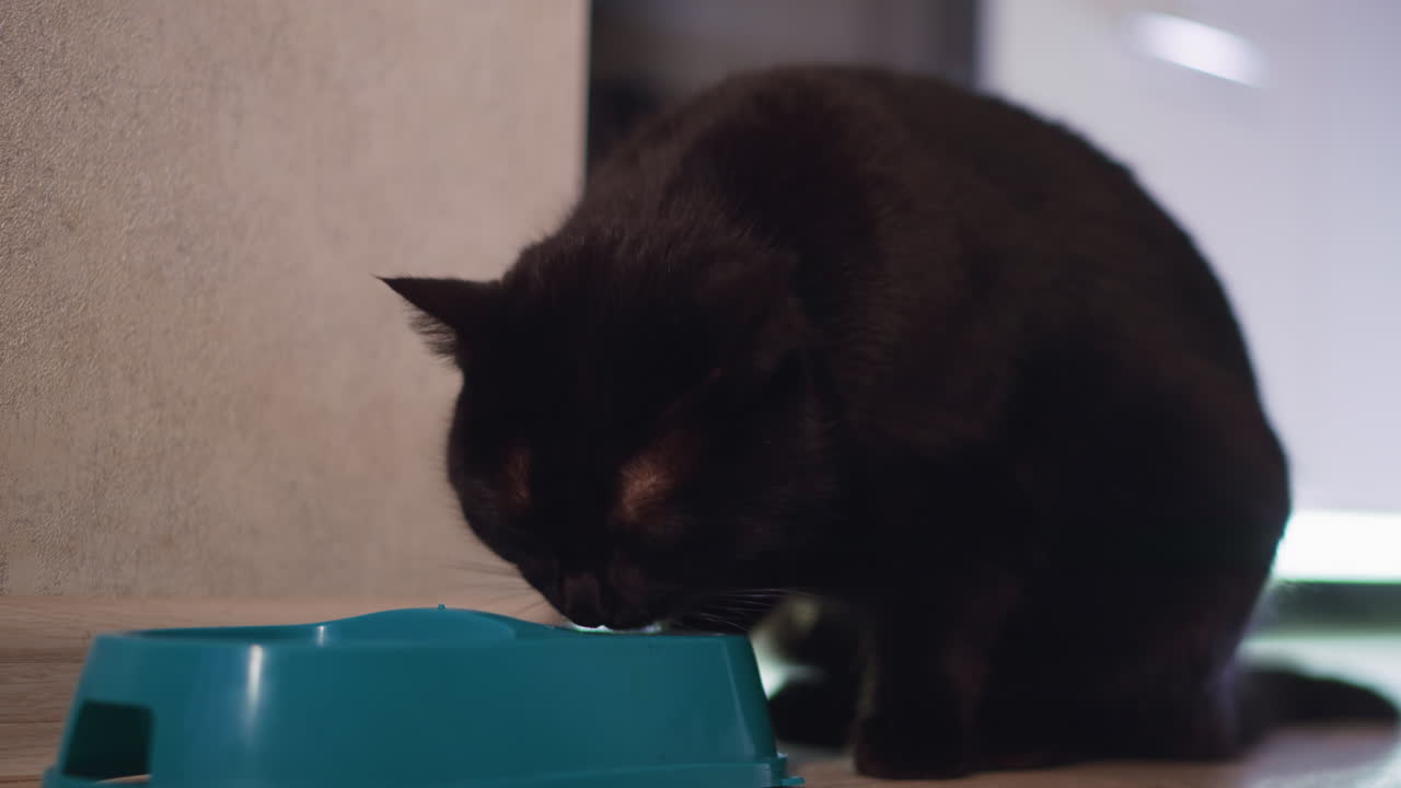 Feline Dining Scene, Black Pet Eating In Domestic Setting With Natural Illumination, Black Cat Is Calmly Feeding From Bowl Positioned Near Wall In Typical Home Environment With Soft Natural Light