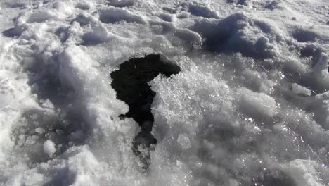 las burbujas de los buzos se ventilan a través de un pequeño agujero en el hielo