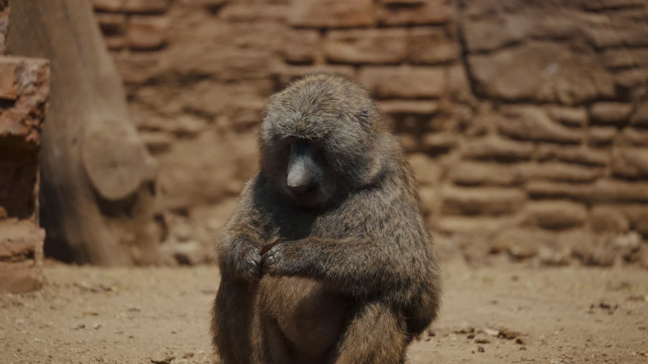 un babuino sentado y comiendo hojas - de cerca