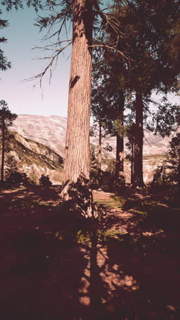 forest scenery with mountains in the background