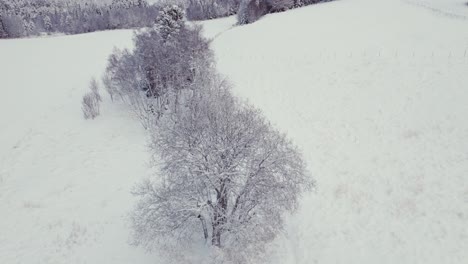 Robles-Desnudos-En-Suelo-Cubierto-De-Nieve-Durante-El-Invierno---Disparo-De-Drones