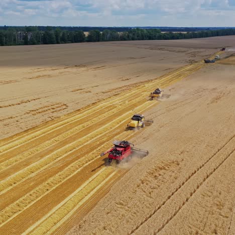 beautiful view of the yellow field with harvester machinery. many agricultural combine harvesters gathering crop on the field. aerial view.