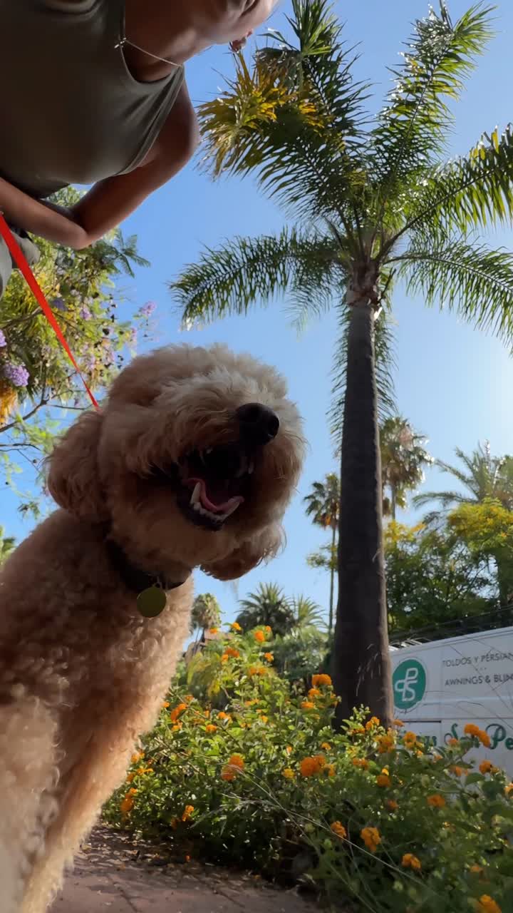 공원에서 개를 산책시키는 여자