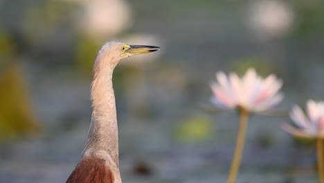 Closeup-of-Indian-Pond-heron-in-Morning