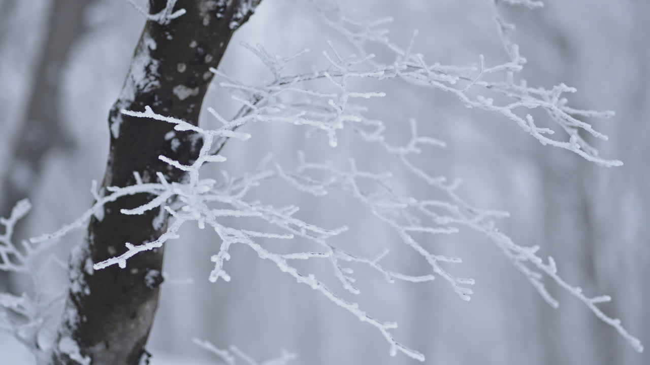 A snow-covered tree branch in a peaceful winter forest, evoking calm solitude