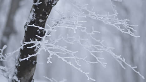 a snow-covered tree branch in a peaceful winter forest, evoking calm solitude