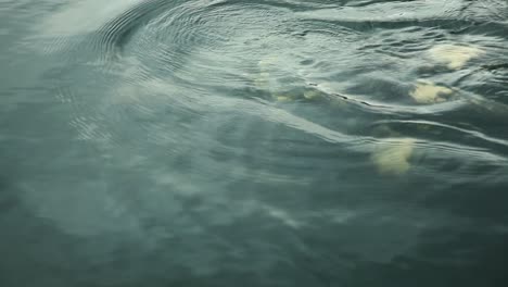 sea turtle swimming near surface grabbing air at black turtle cove in galapagos