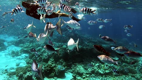 shoal of reef fish and scissortail sergeants with a man snorkeling in the blue ocean