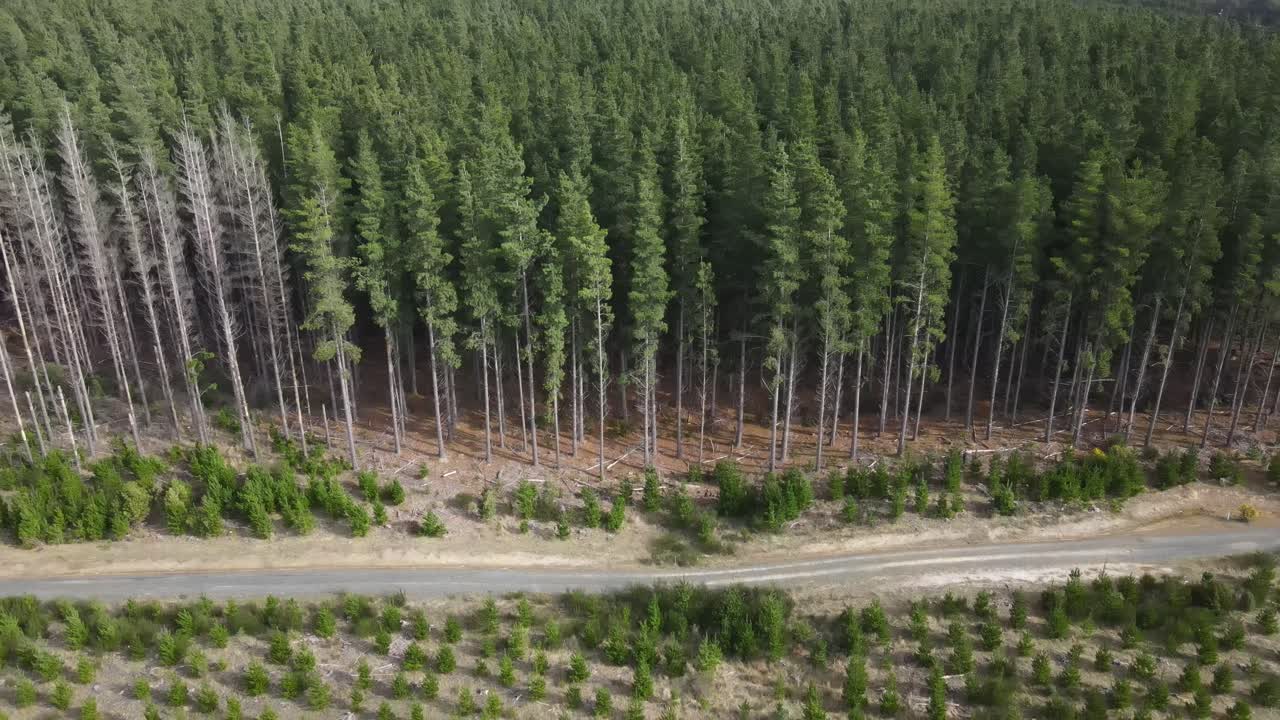 drone aéreo moviéndose hacia atrás para revelar un bosque de pinos alto y verde expansivo en un día nublado