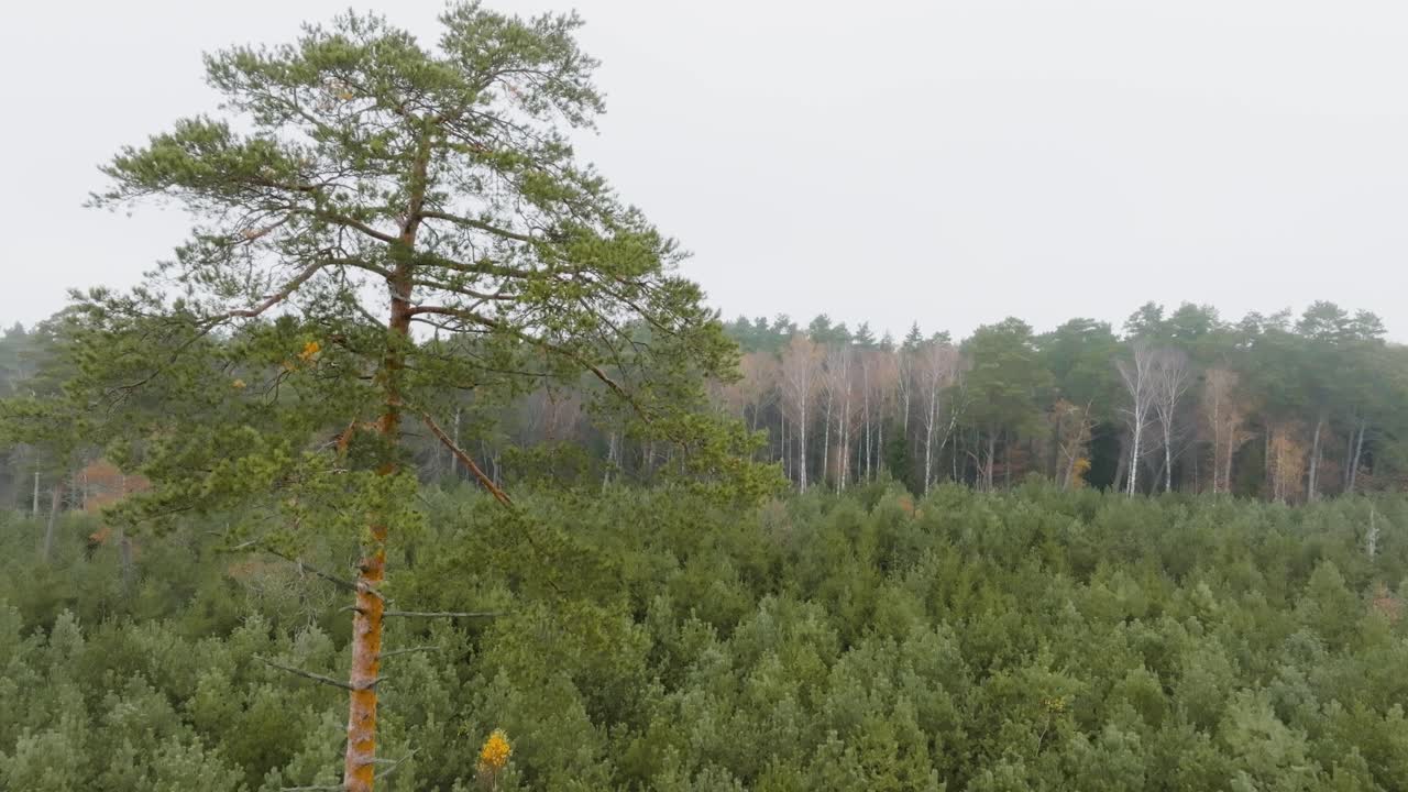 A large pine tree grows in the middle of small, young coniferous trees, in a background of tall trees forest