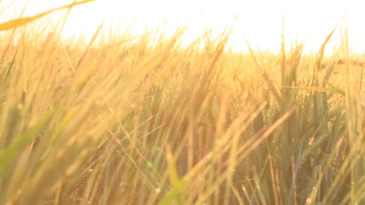 해가 뜨고 해가 지면 황금의 밀