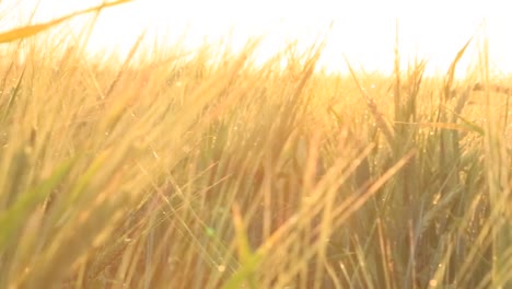 golden wheat field at sunrise/sunset