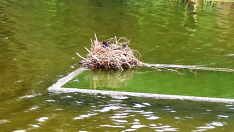 moorhen nest in a pond