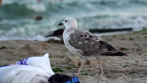 Gaviotas-En-La-Playa-Pública,-De-Cerca