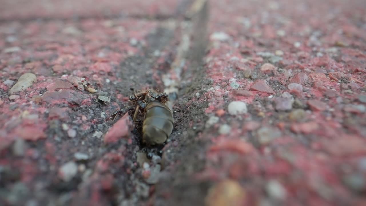 Slow motion ants travel through pavement crack with strong line formation macro view